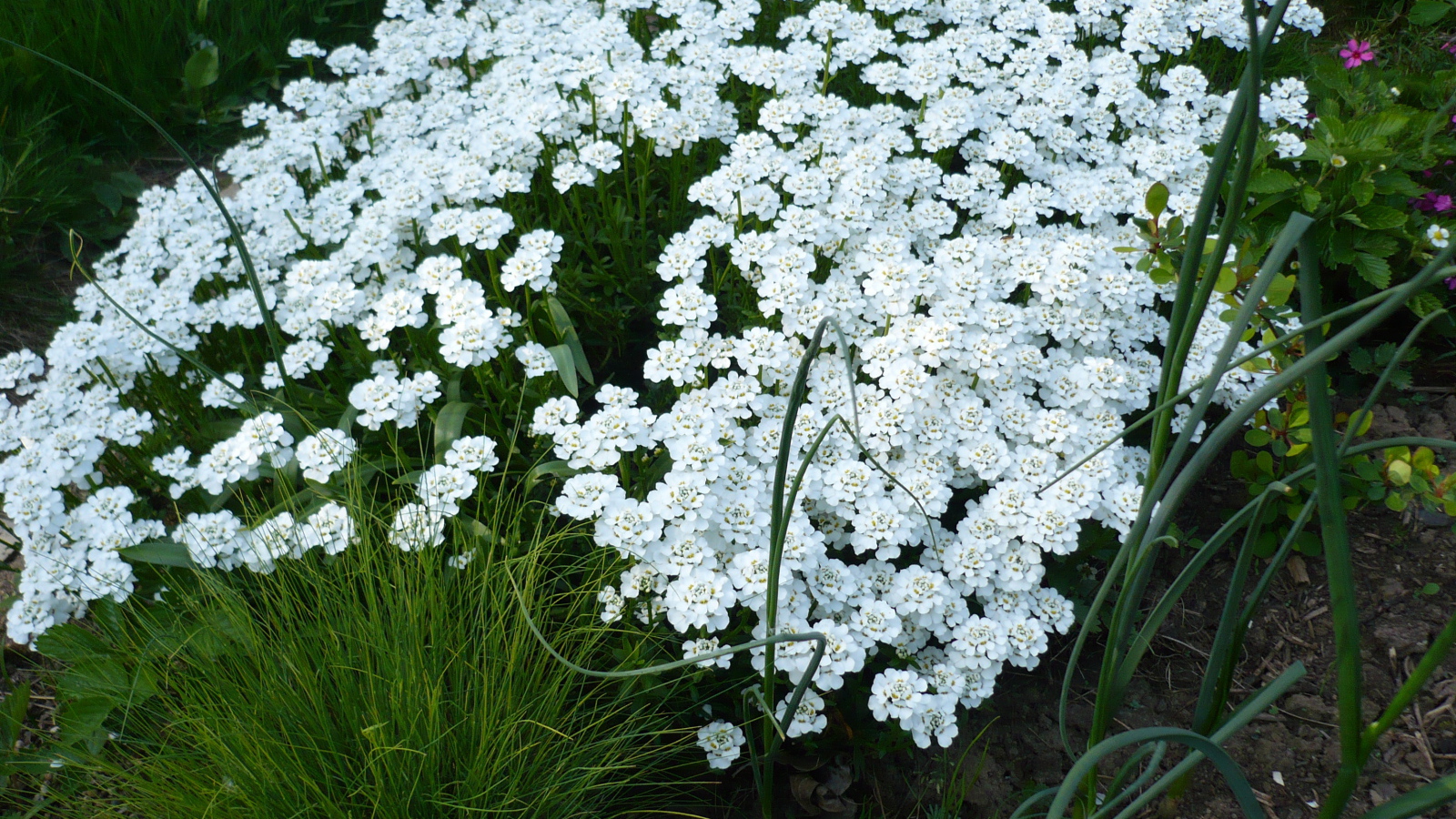 Красивый иберис на дачном участке