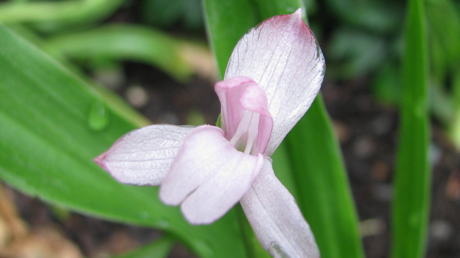 Красивая роскоя на клумбе в саду