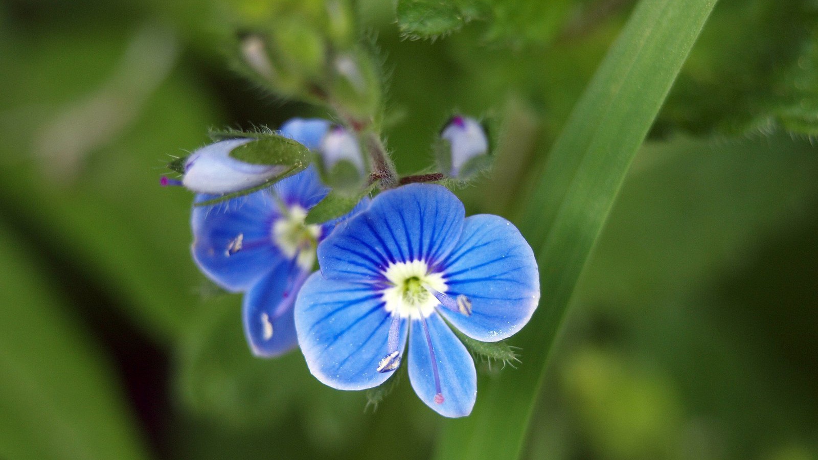 Красивая вероника в саду