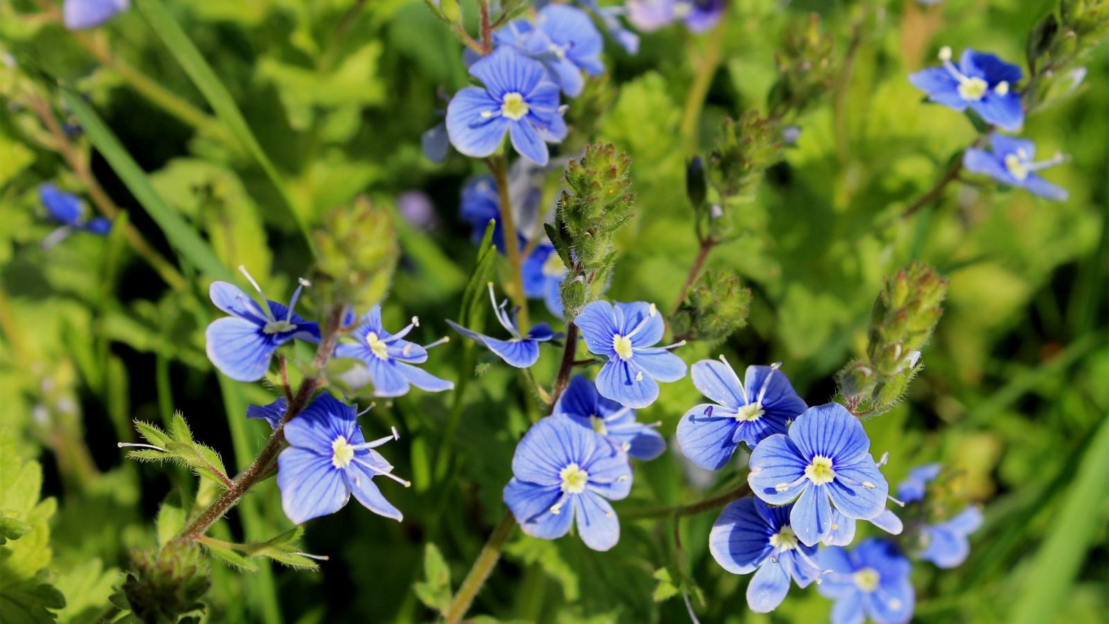 Красивая вероника на дачном участке