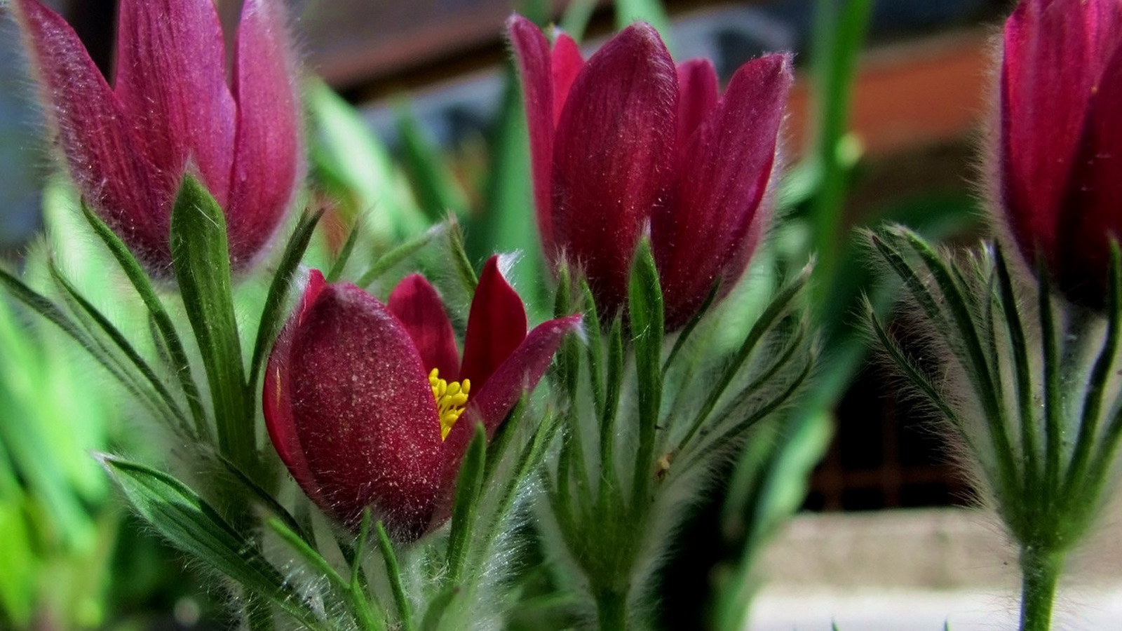 Красивая анемона в саду