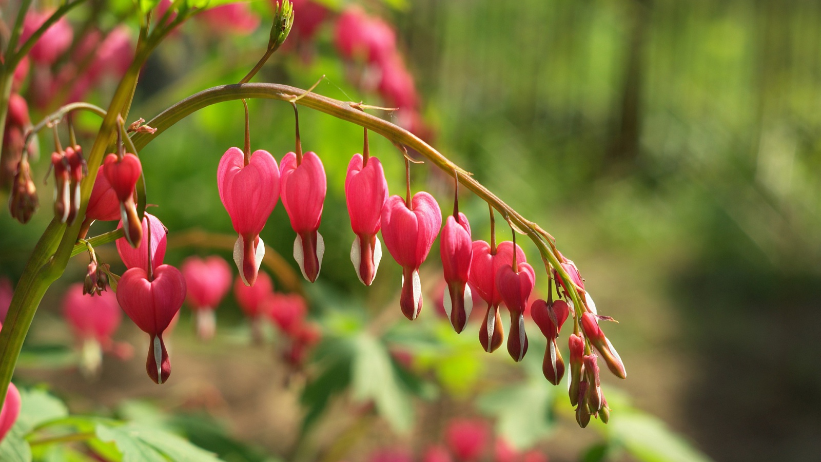 Красивые цветы дицентра в лесу