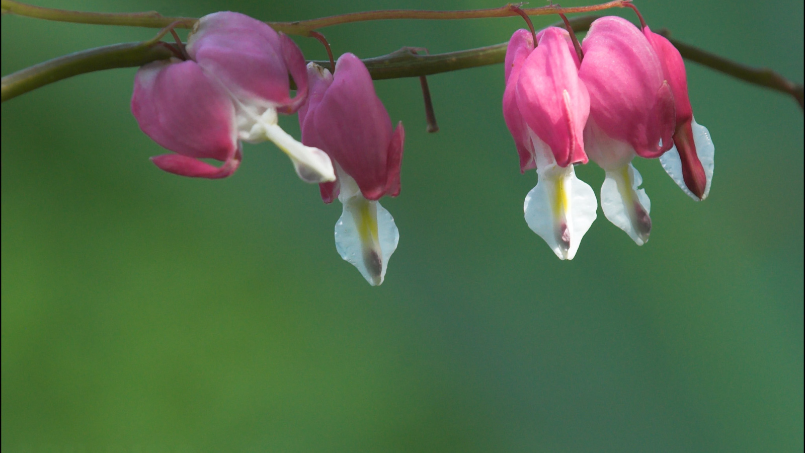 Красивые цветы дицентра в парке