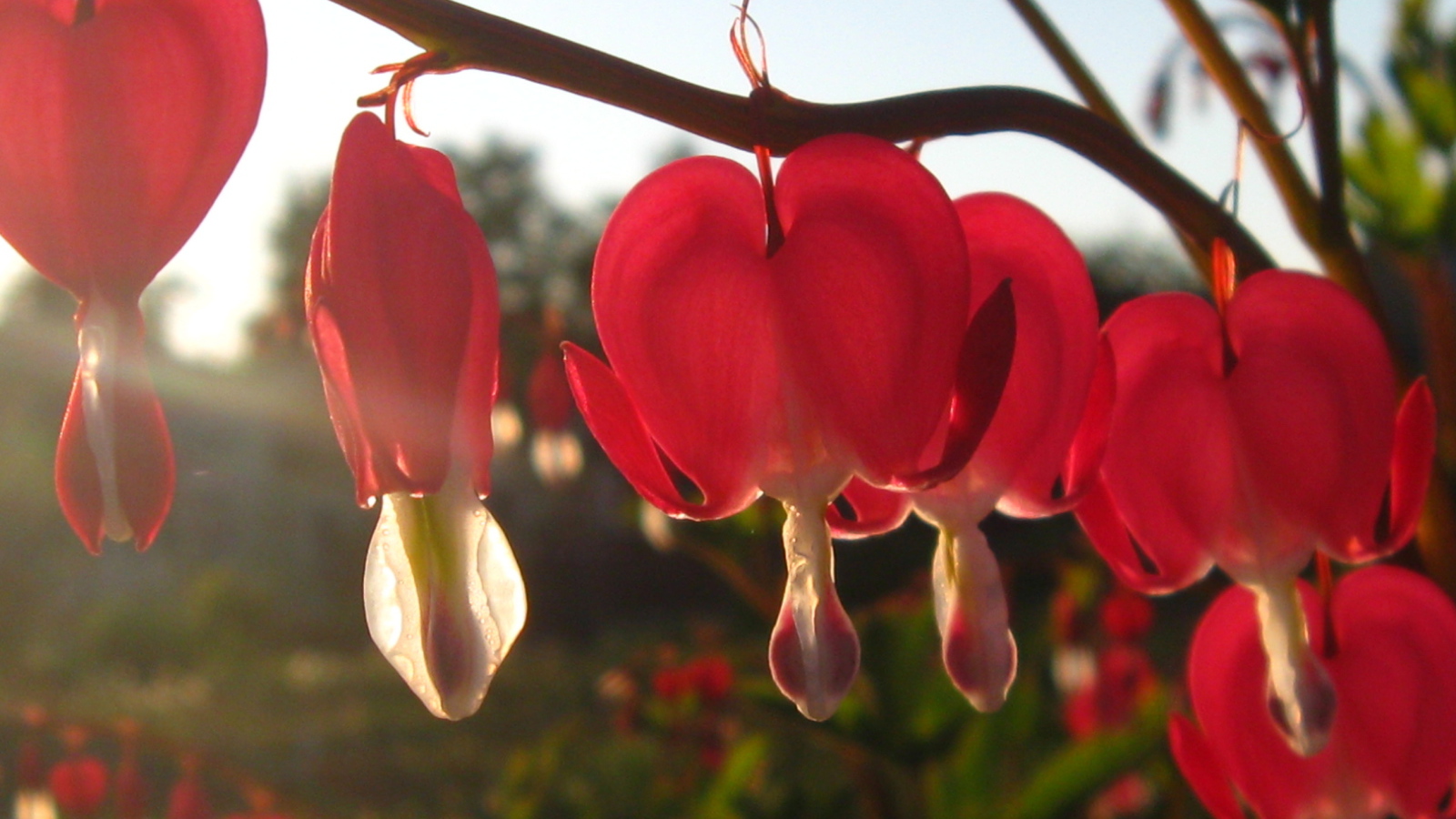 Красивая дицентра в саду