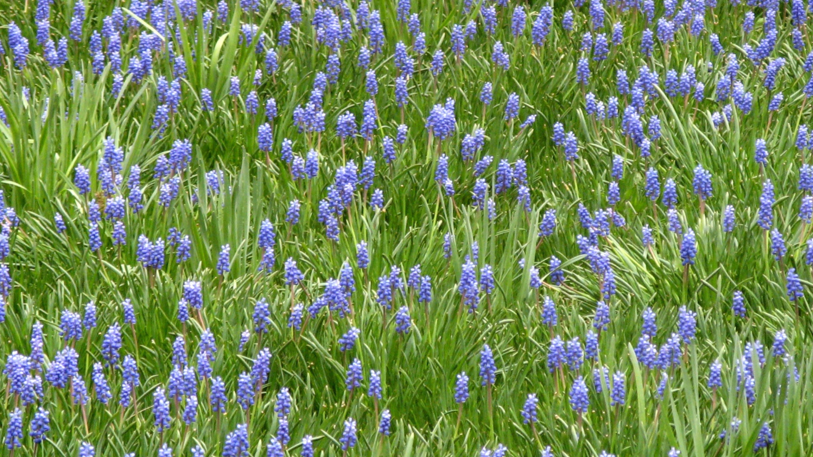 Красивый цветущий гиацинт на поляне