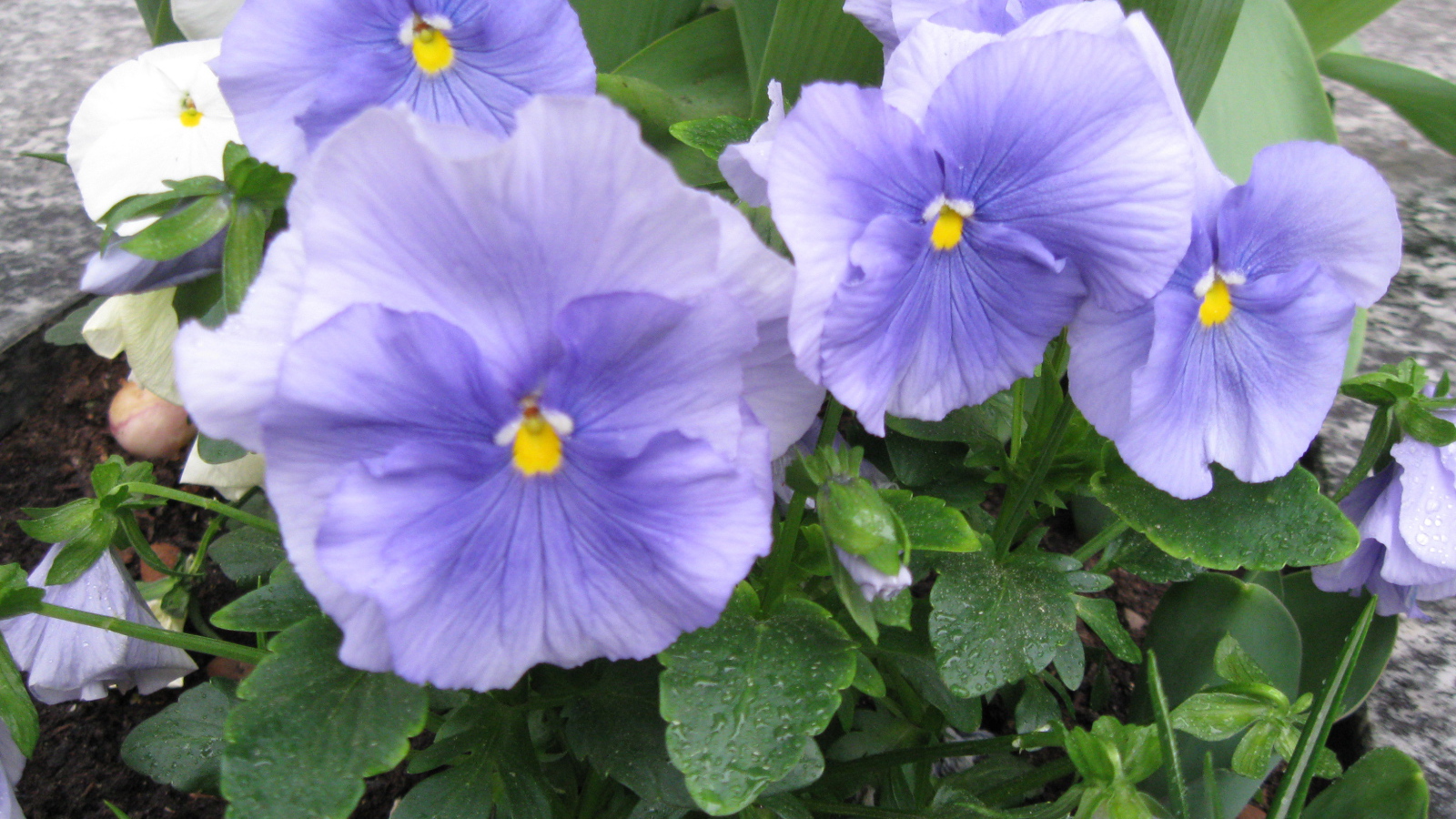 Красивые цветы голубые анютины глазки