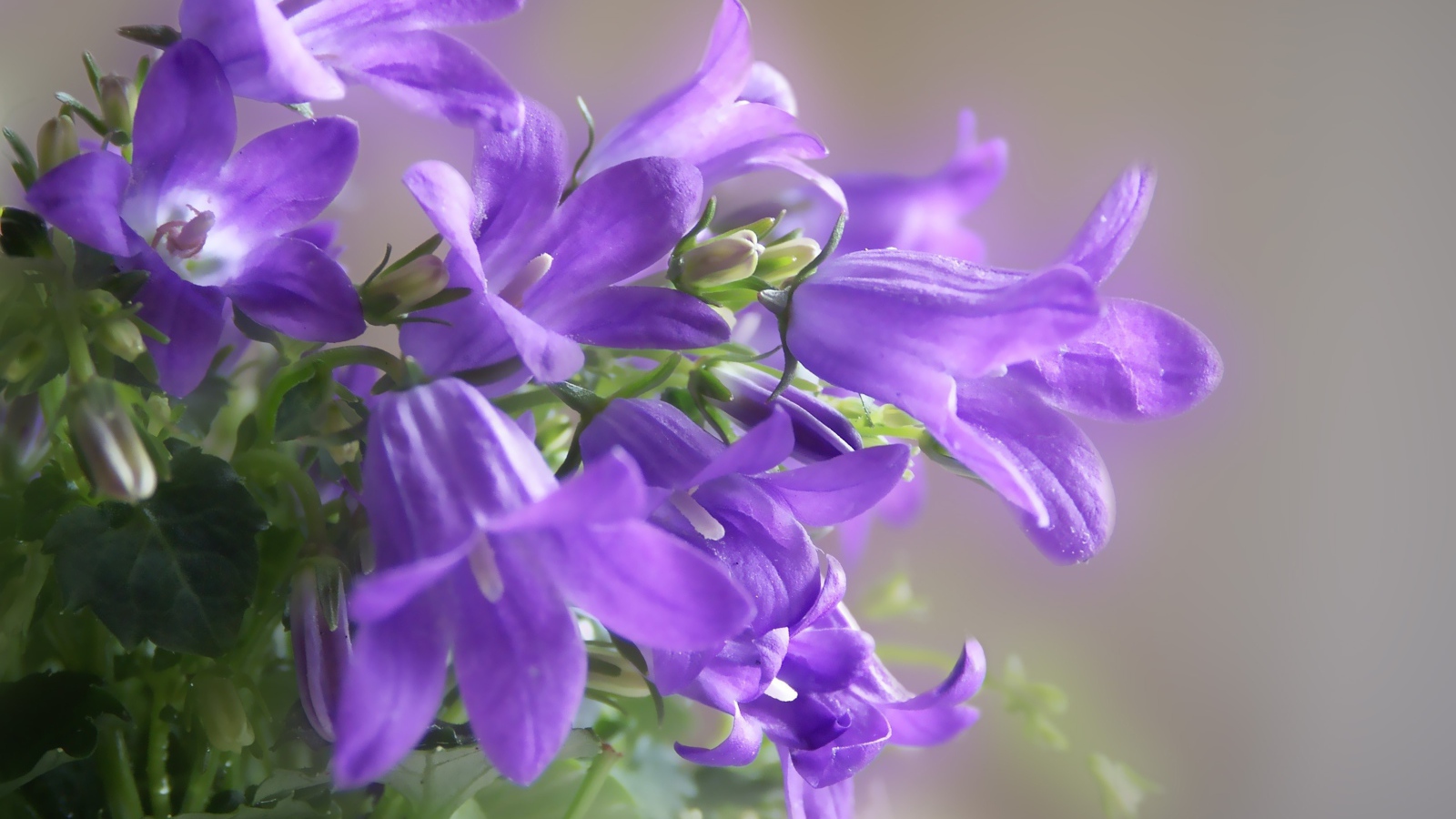 Красивые колокольчики