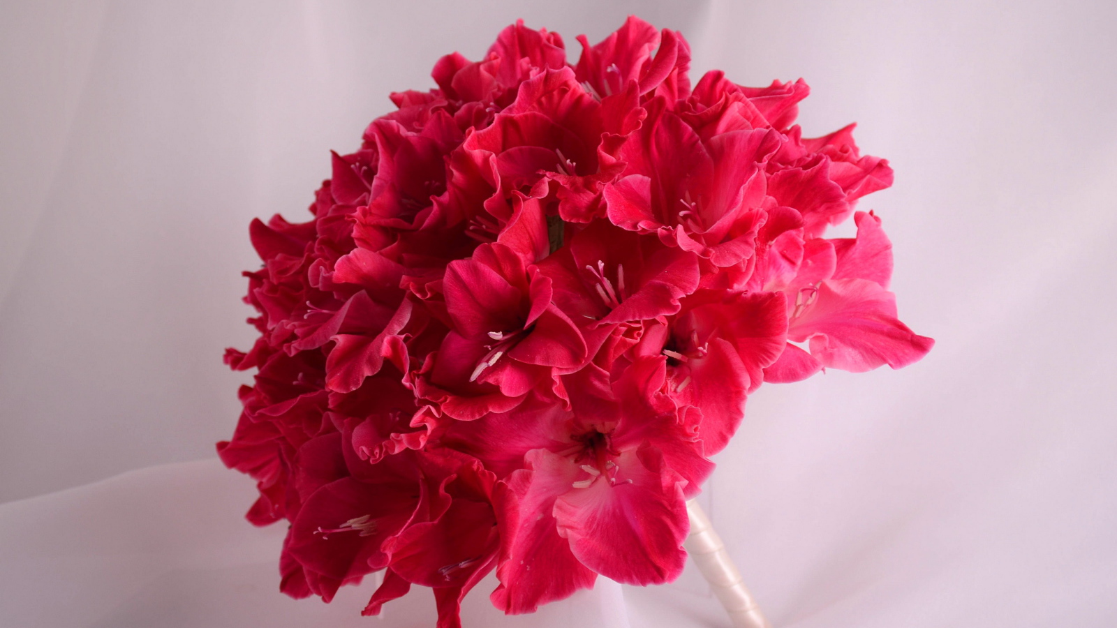 Красивый букет глаидоулс