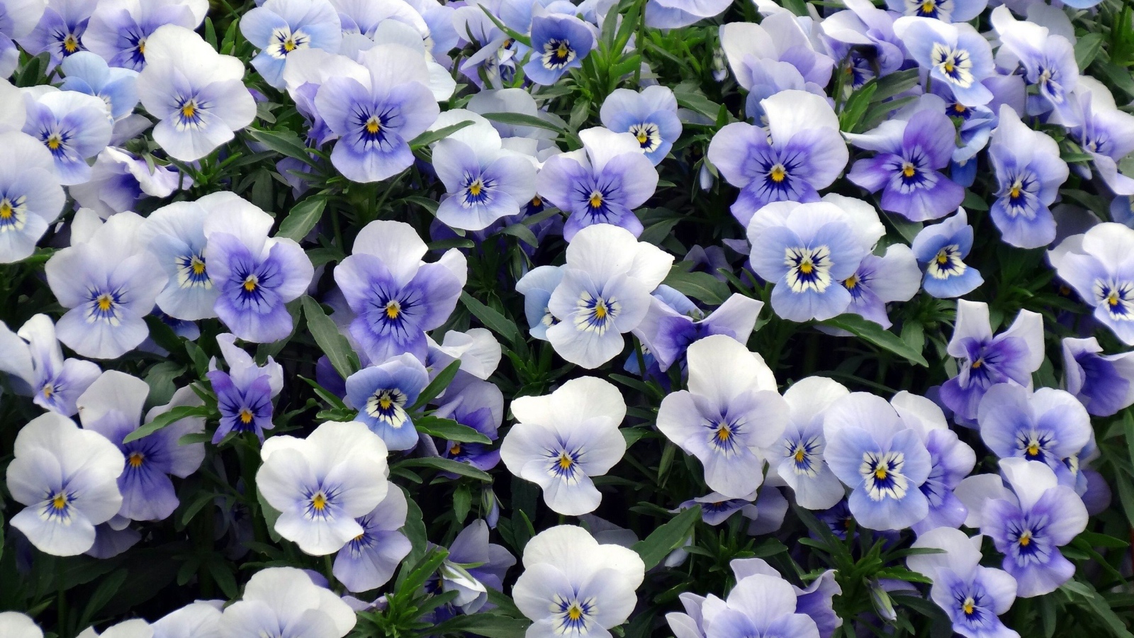 Красивый букет бело-голубых цветов анютины глазки