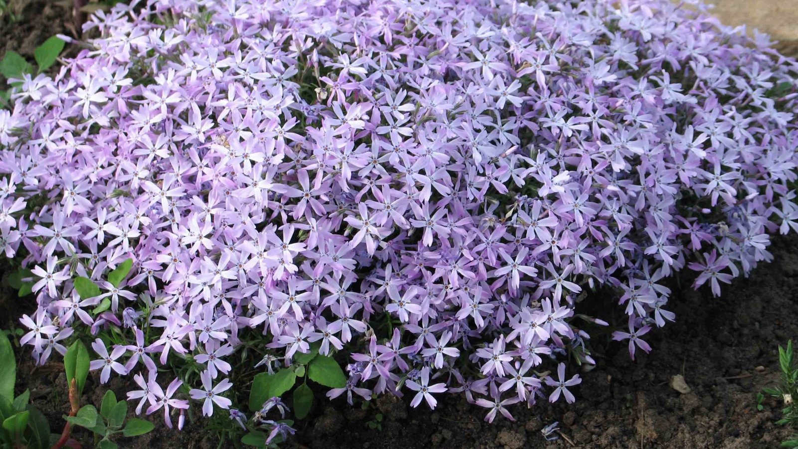 Красивый букет цветов флокс