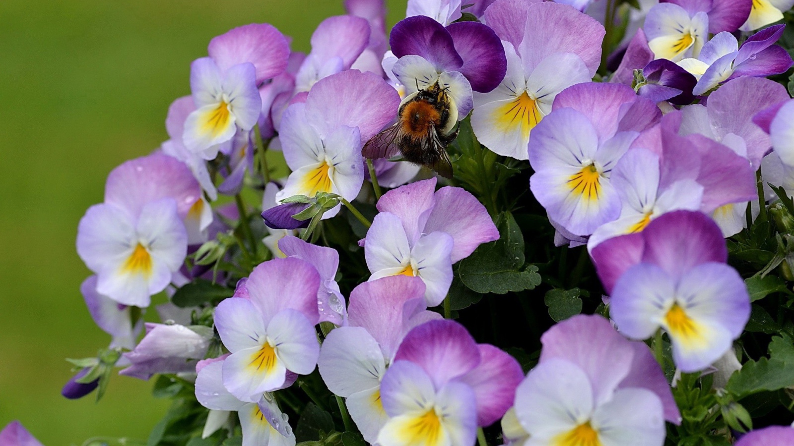 Красивые букет цветов виола (фиалка,анютины глазки)