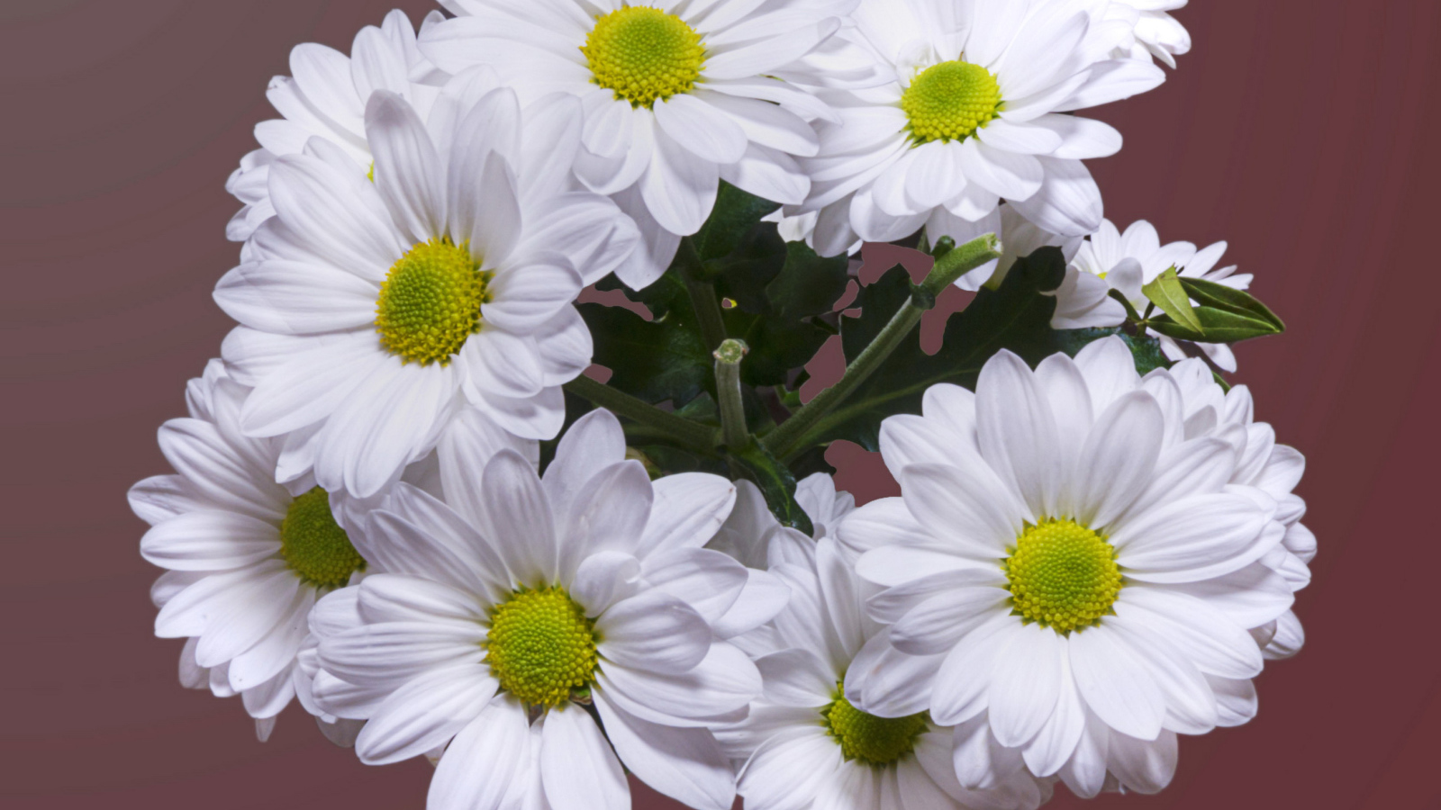 Красивый букет белая хризантема