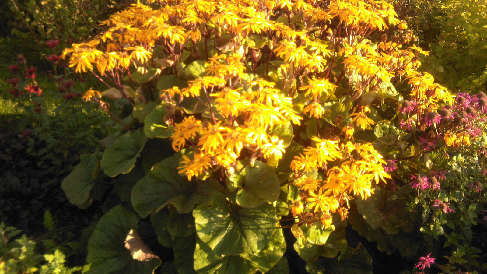 Красивый бузульник на дачном участке