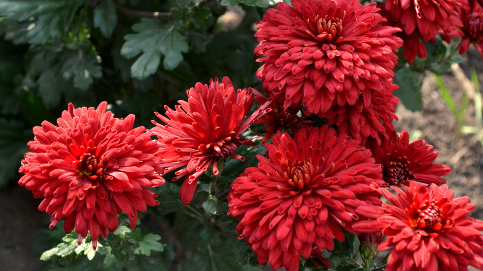 Красивые цветы хризантема на дачном участке