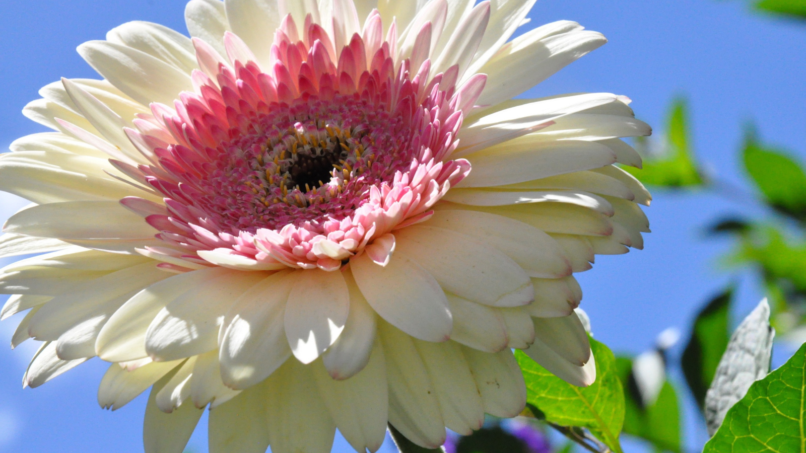 Красивая гербера в саду