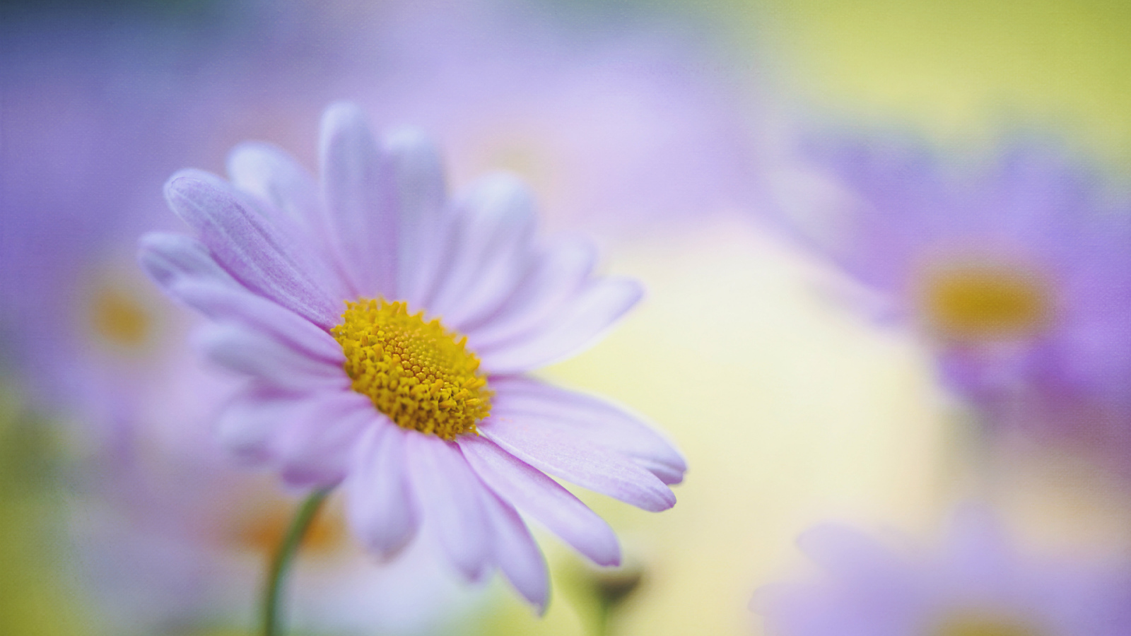 Красивые цветы маргаритки