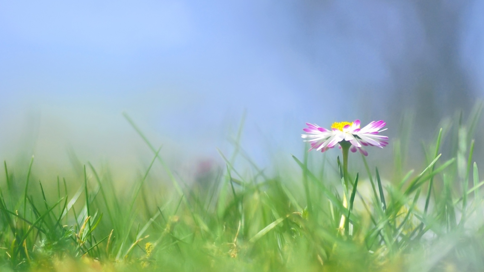 Красивые цветы маргаритки весной