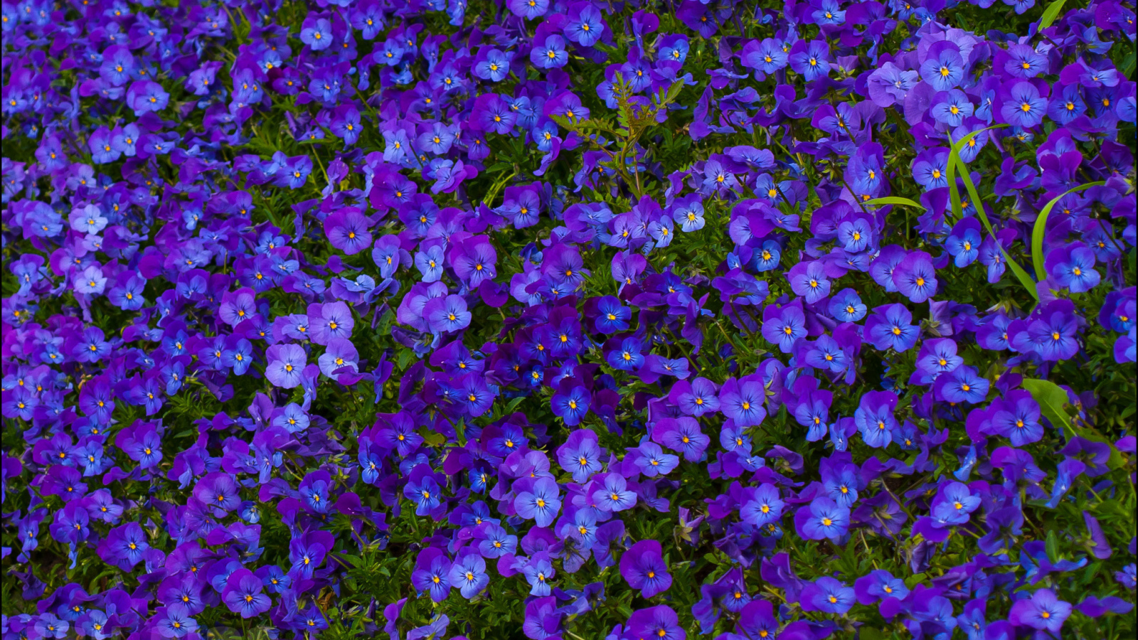 Расцвели красивые цветы анютины глазки