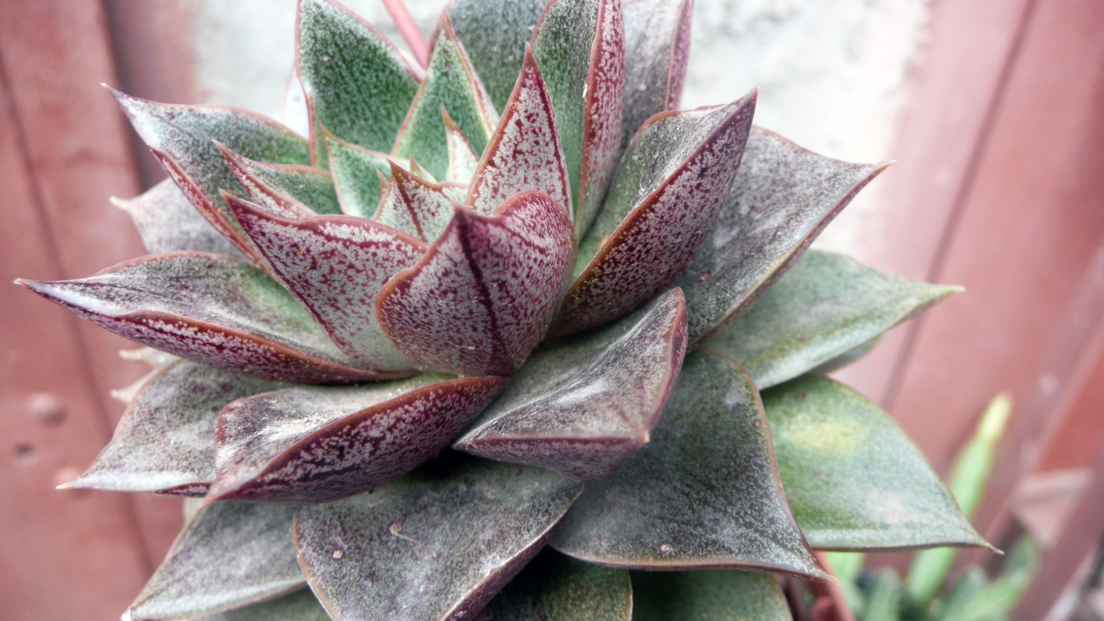 Красивый цветок эхеверия (эчеверия) в парке