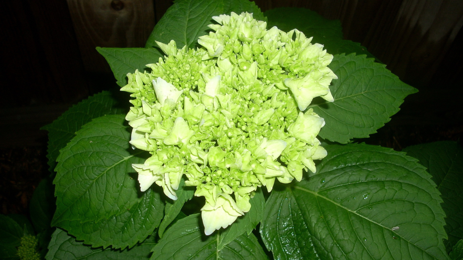 Красивый цветок гортензия на дачном участке