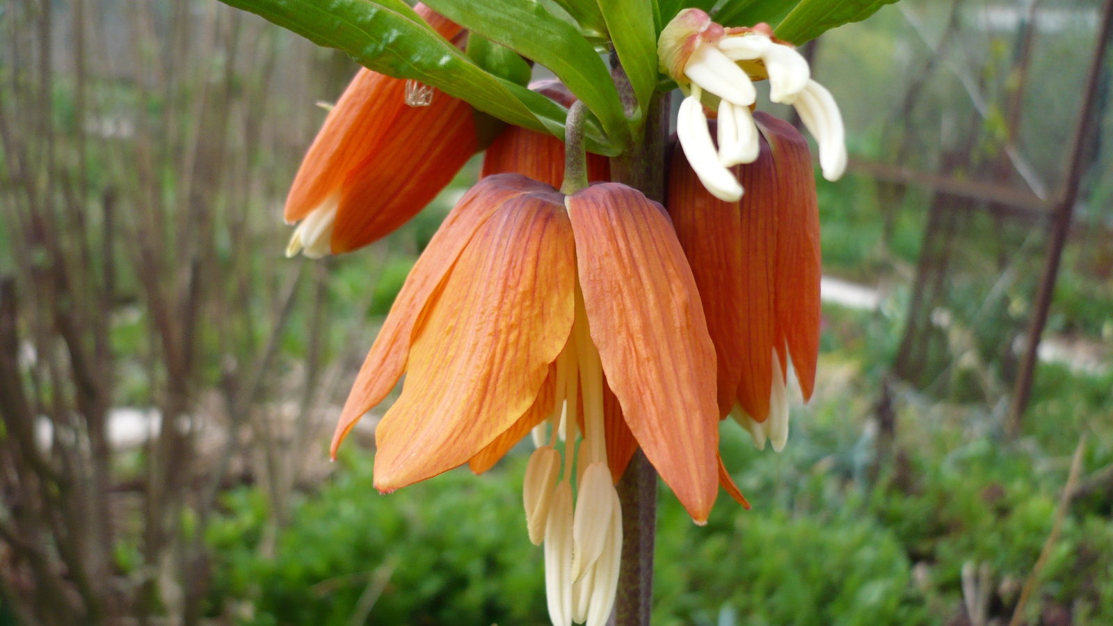 Красивый цветок рябчик императорский на клумбе в саду