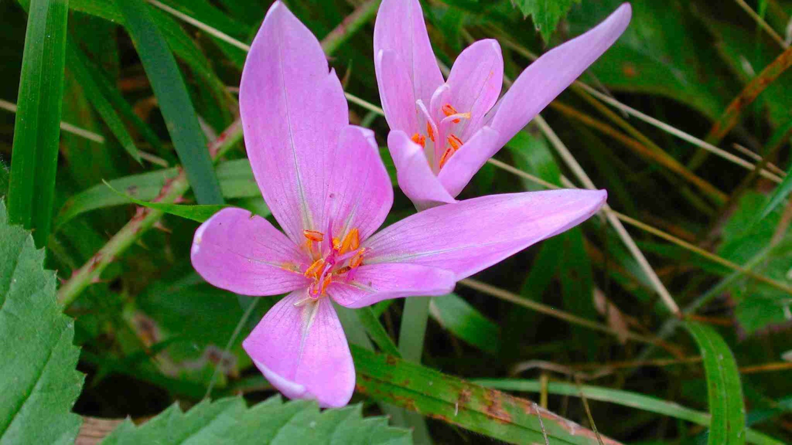 Прекрасный цветок шафран расцвел в саду