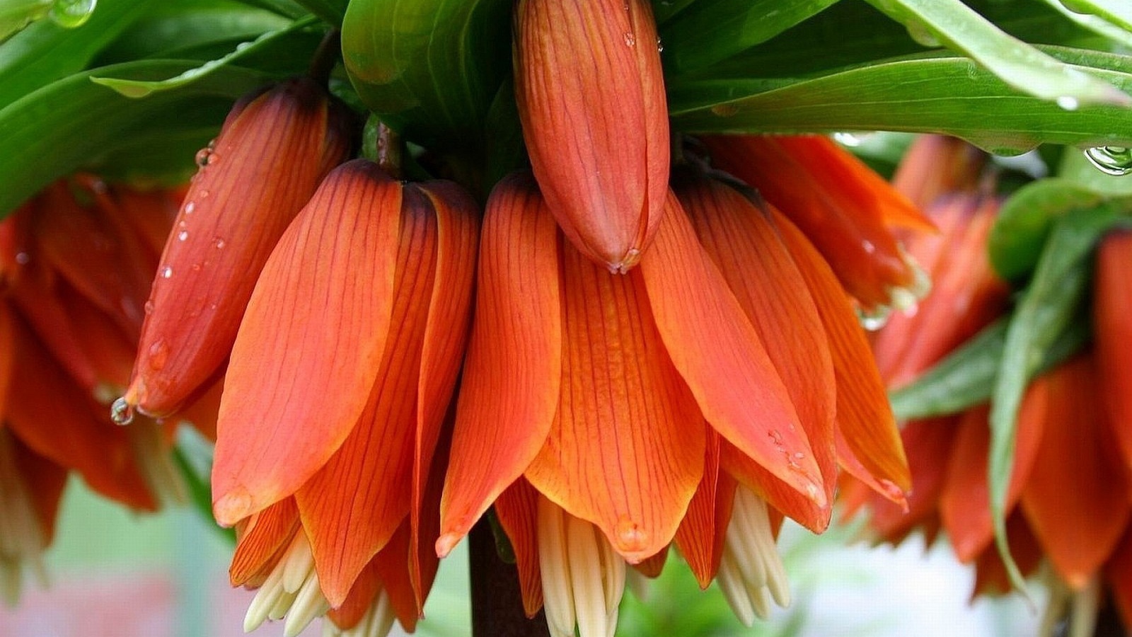 Красивый цветок рябчик императорский в саду