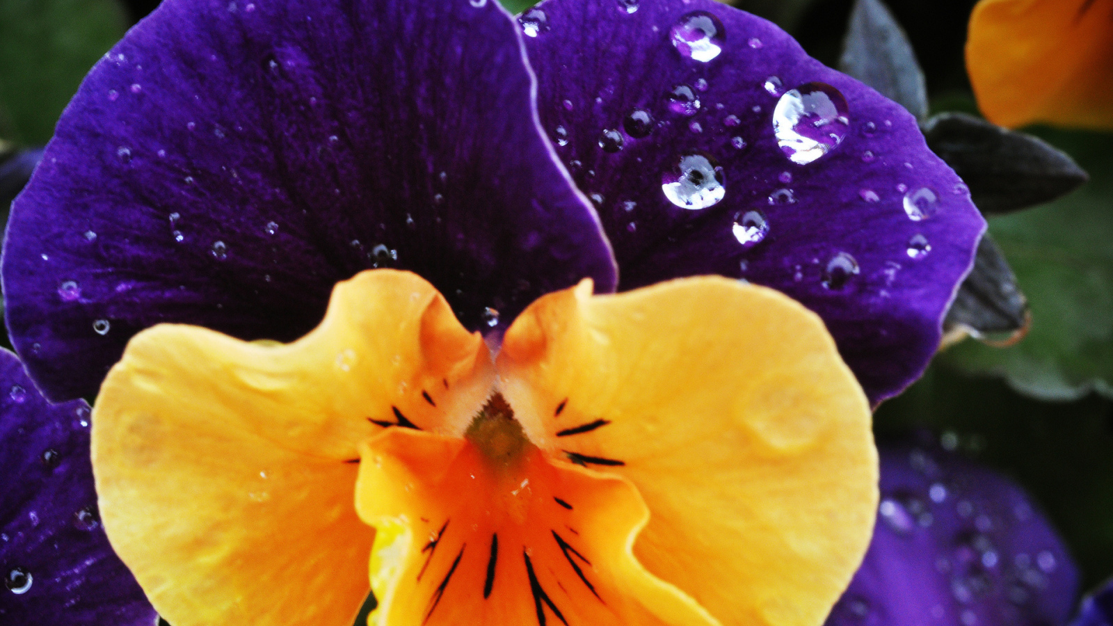 Красивый цветок анютины глазки в саду