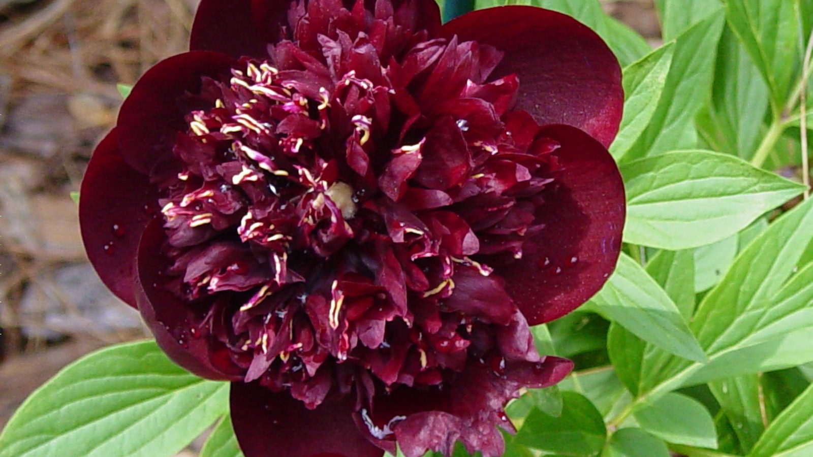 Красивый цветок пион в саду