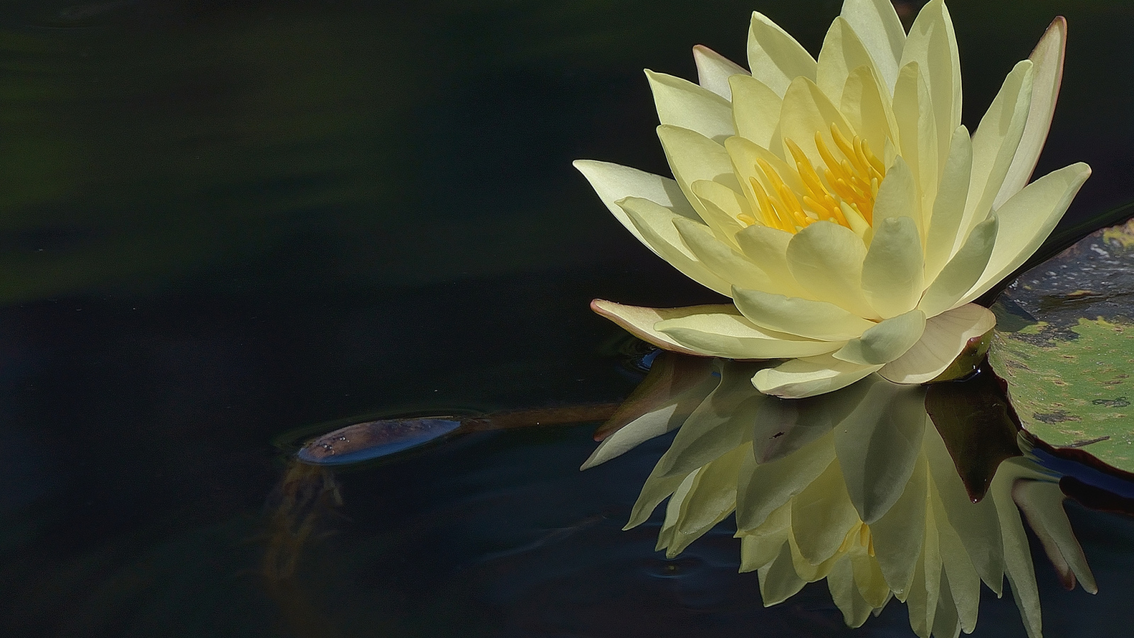 Красивый цветок лилия