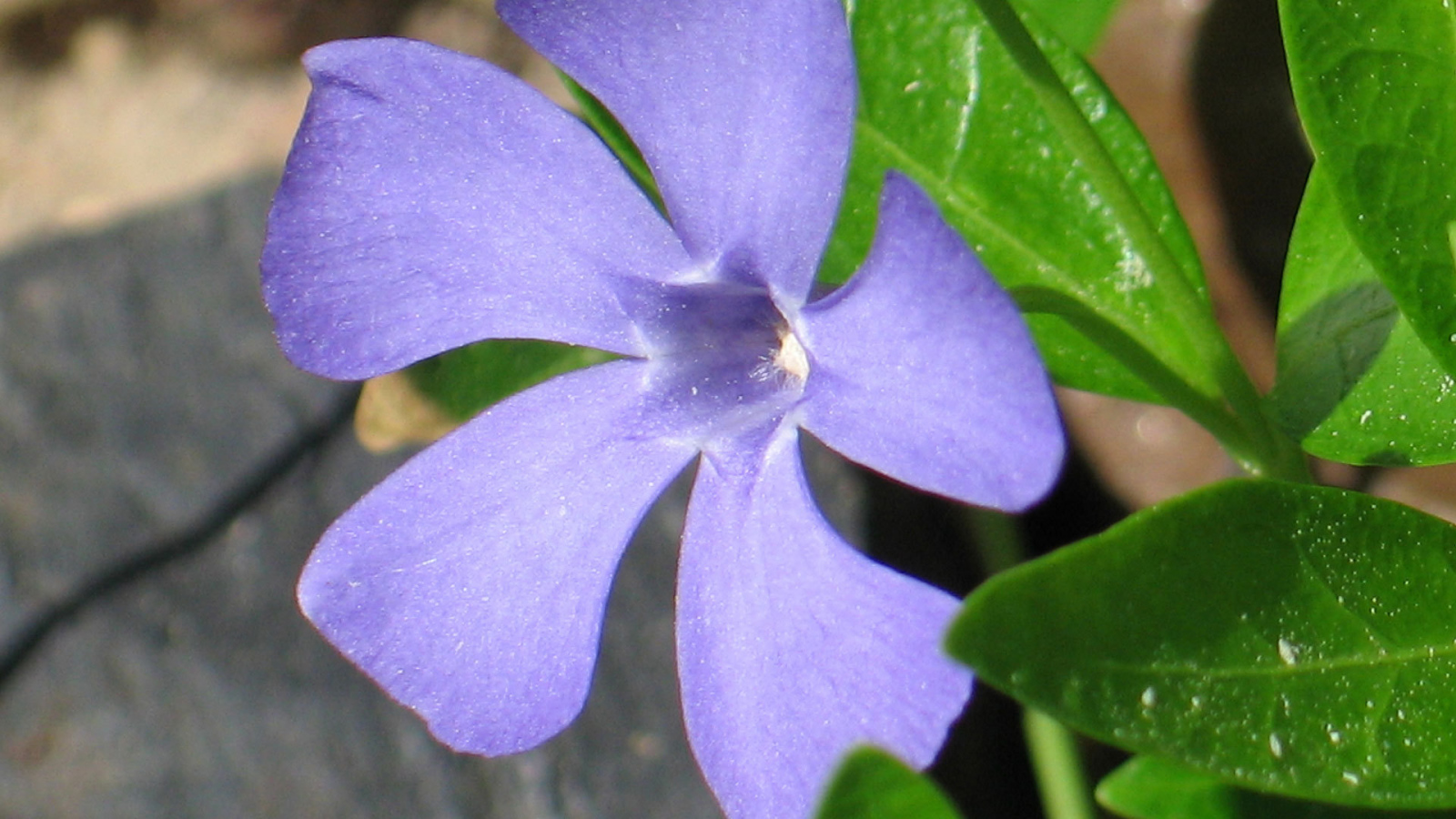 Красивый цветок барвинок на дачном участке