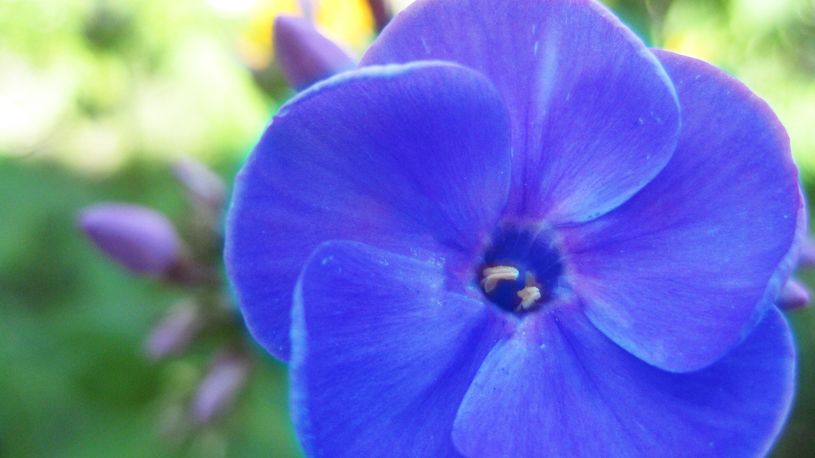 Красивый цветок флокс на поляне