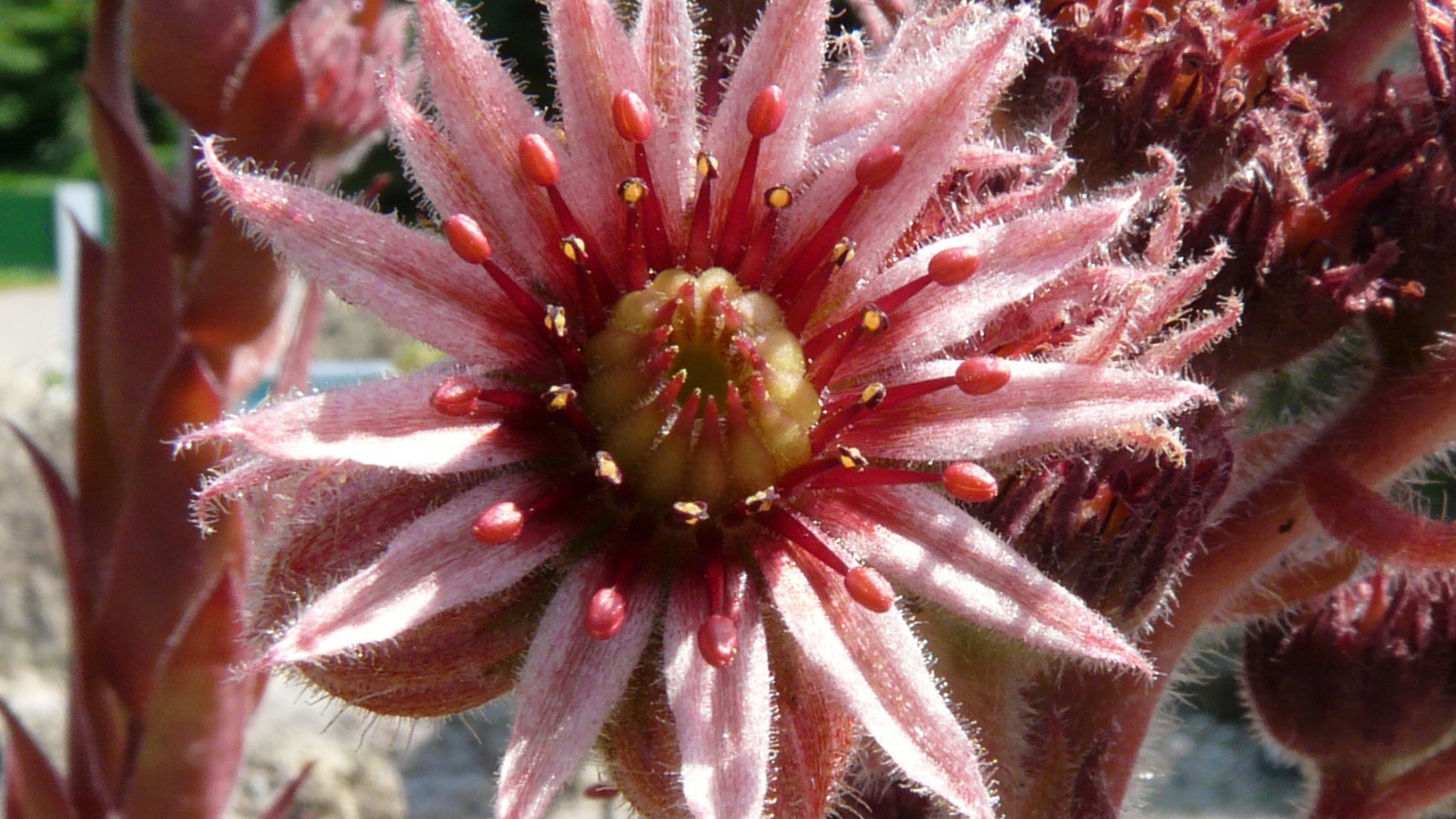 Красивый цветок молодило