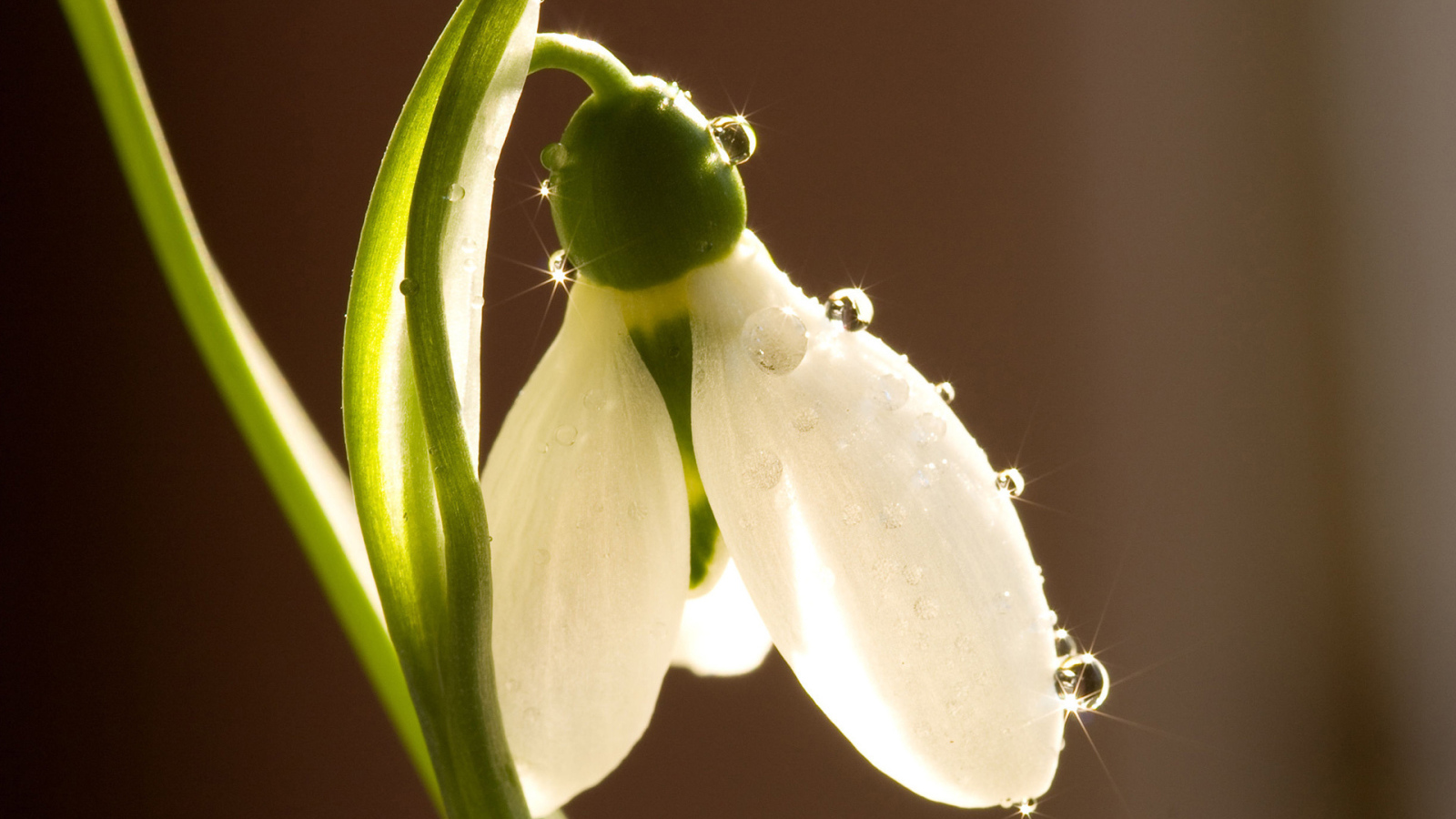 Красивый цветок подснежник