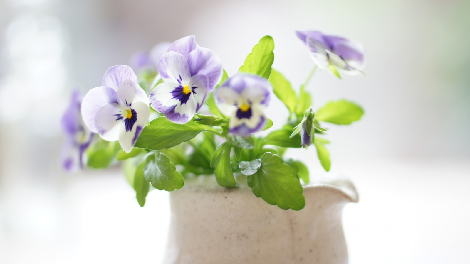 Красивые цветы