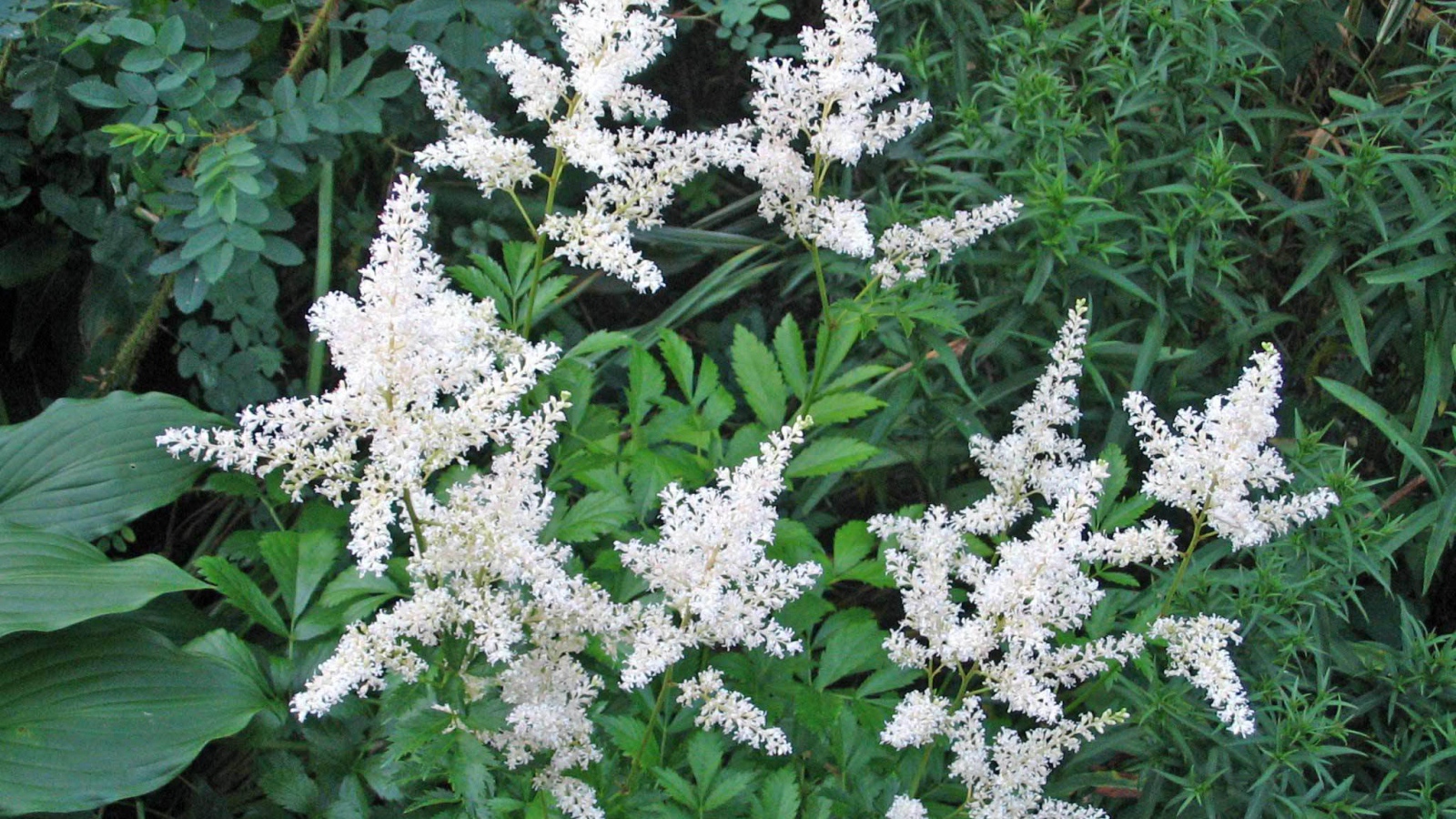 Красивые цветы астильба на клумбе в саду