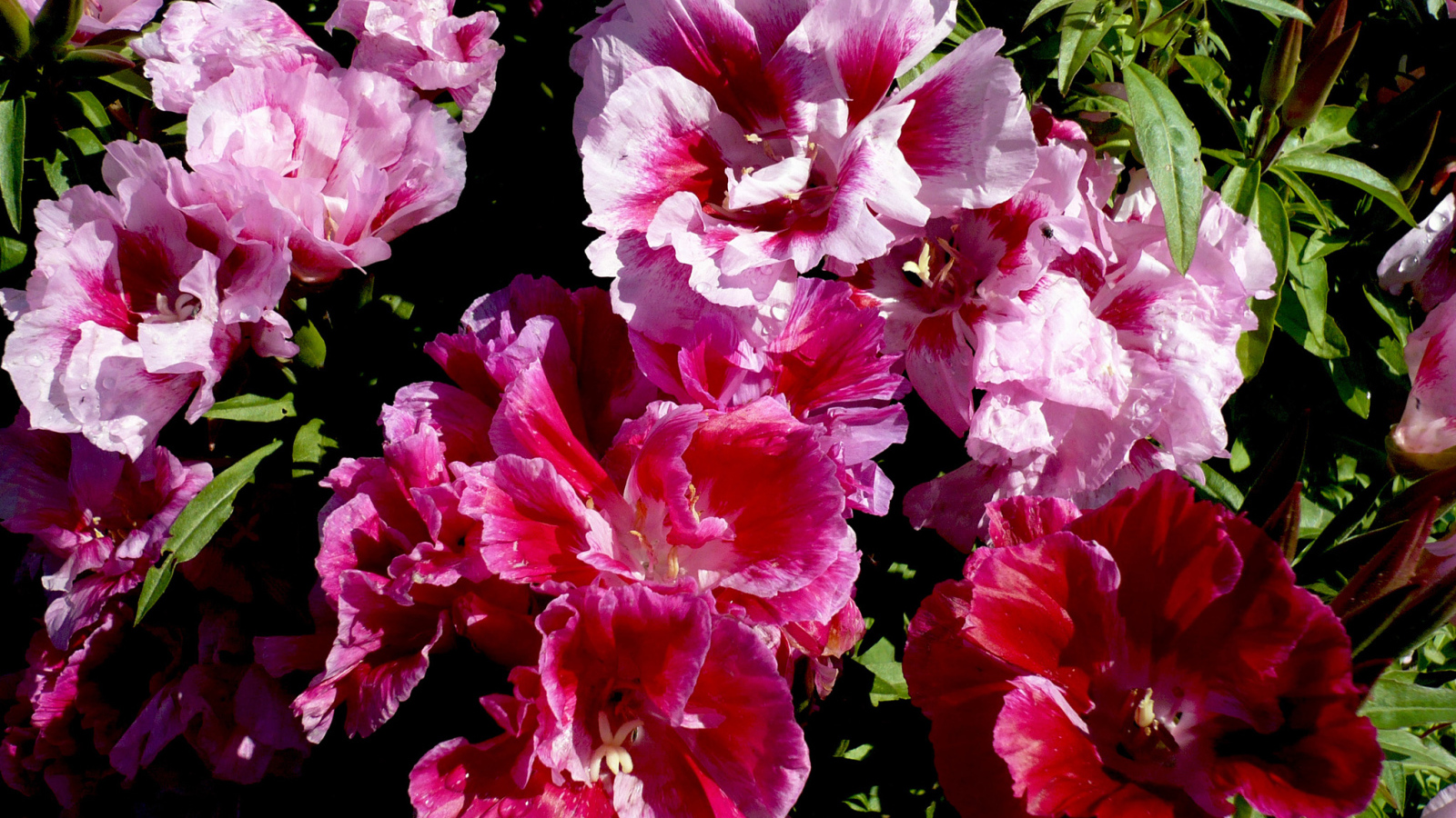 Красивые цветы кларкия (годеция) в саду