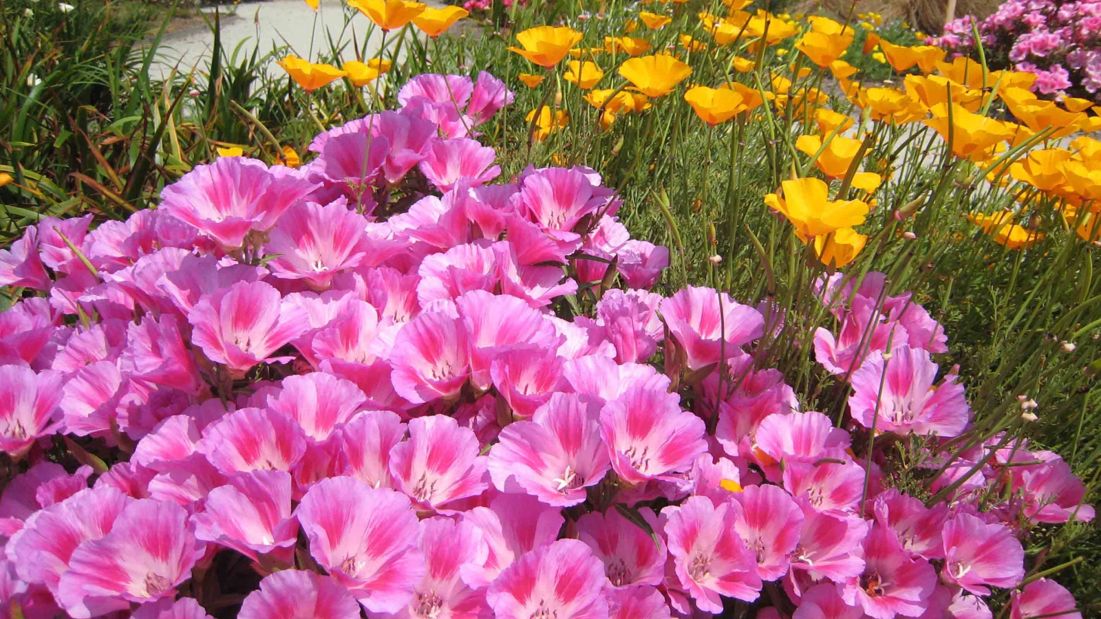 Красивые цветы кларкия (годеция) на поляне