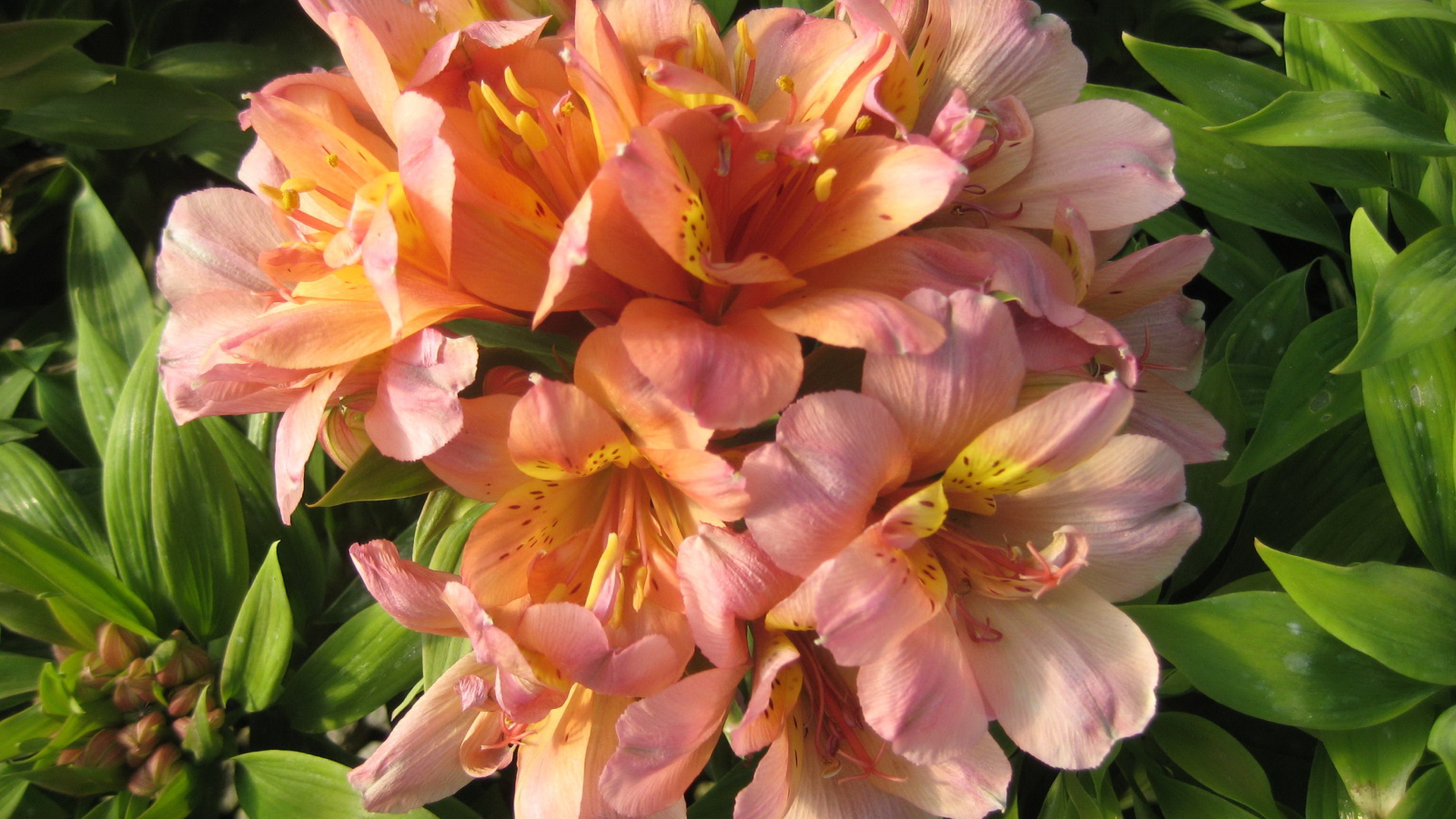 Красивые цветы альстремерия на клумбе в саду