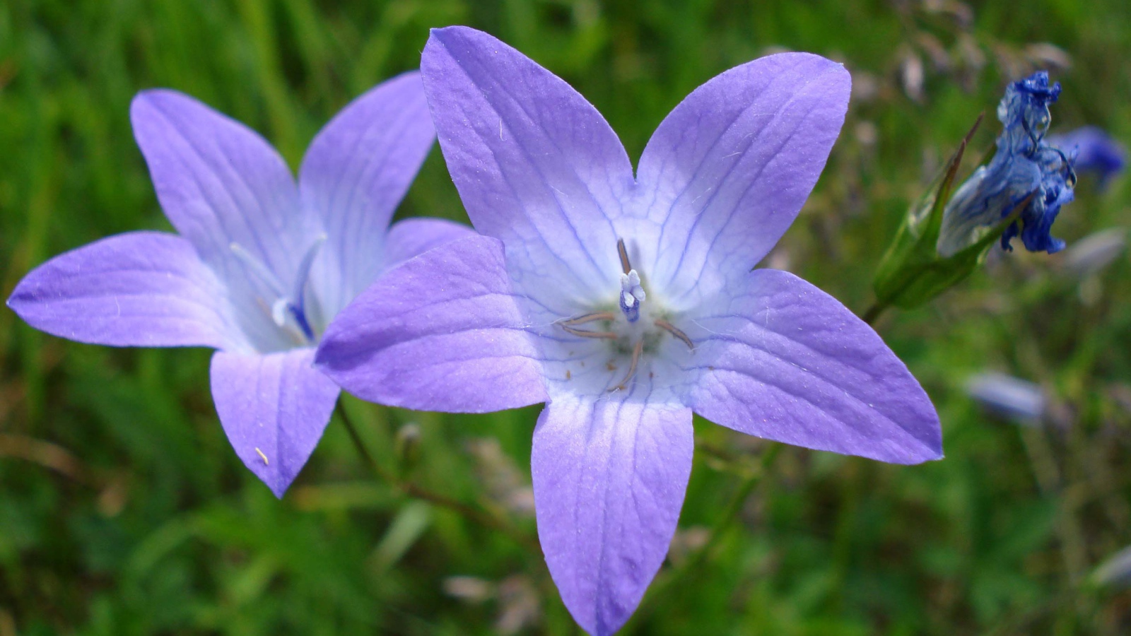 Красивые цветы колокольчик на клумбе в саду