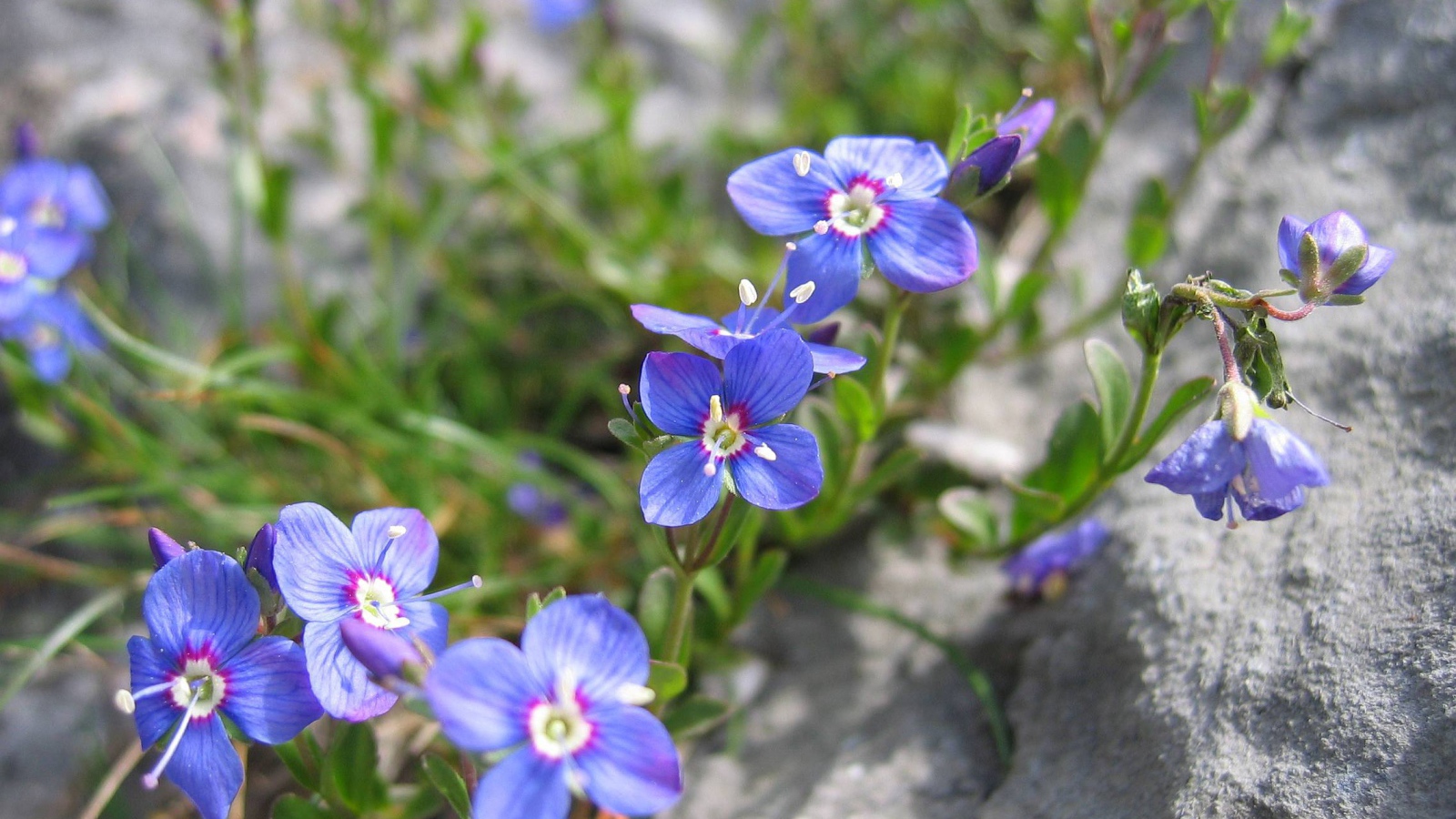 Красивые цветы вероника на клумбе в саду