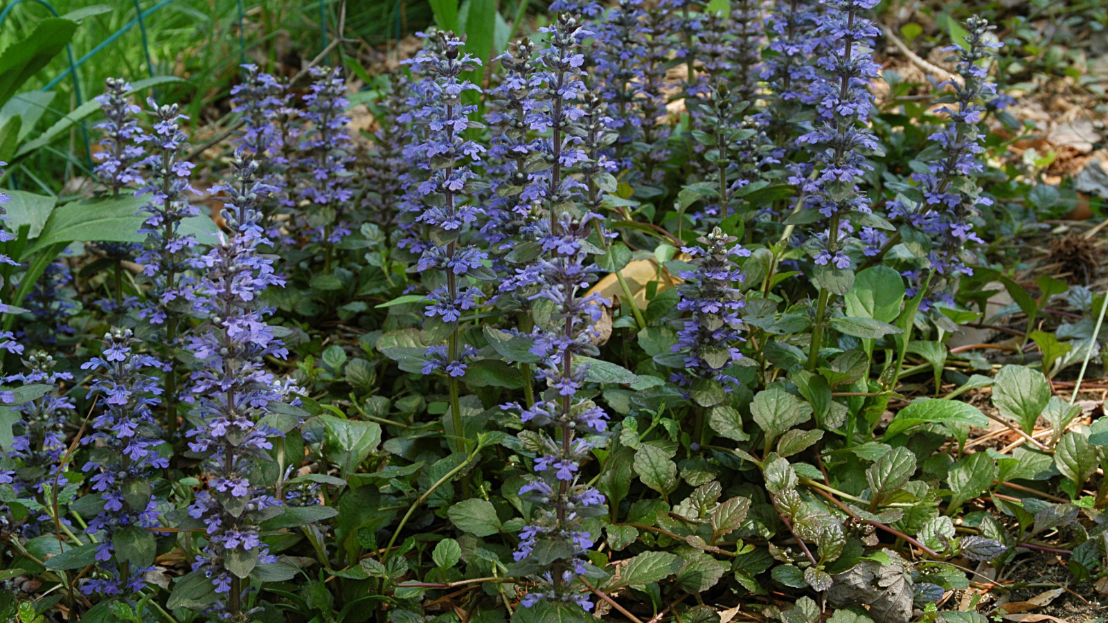 Красивые цветы аюга на клумбе в саду