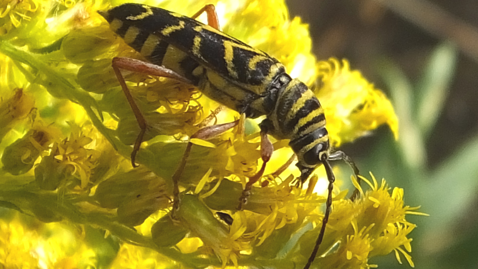 Красивые цветы венидиум на клумбе в саду