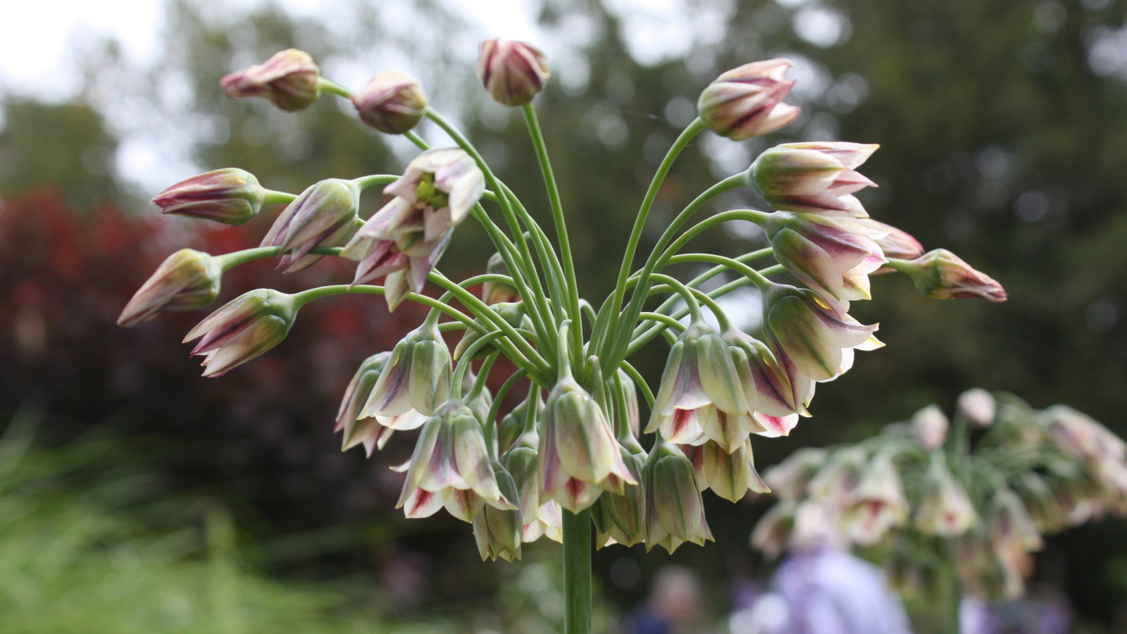 Красивые цветы нектароскордум в лесу