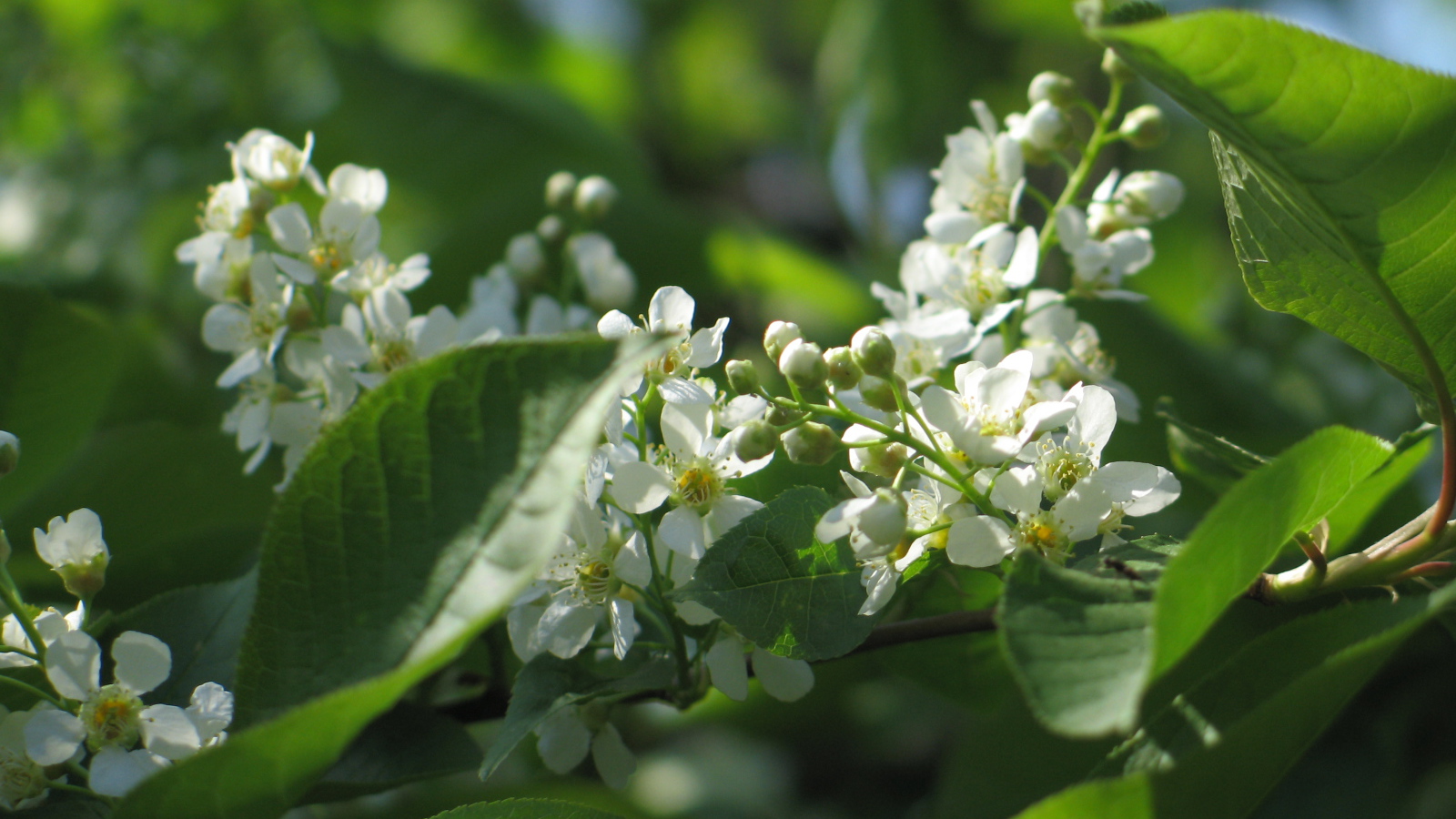 Красивые цветы бадан в лесу