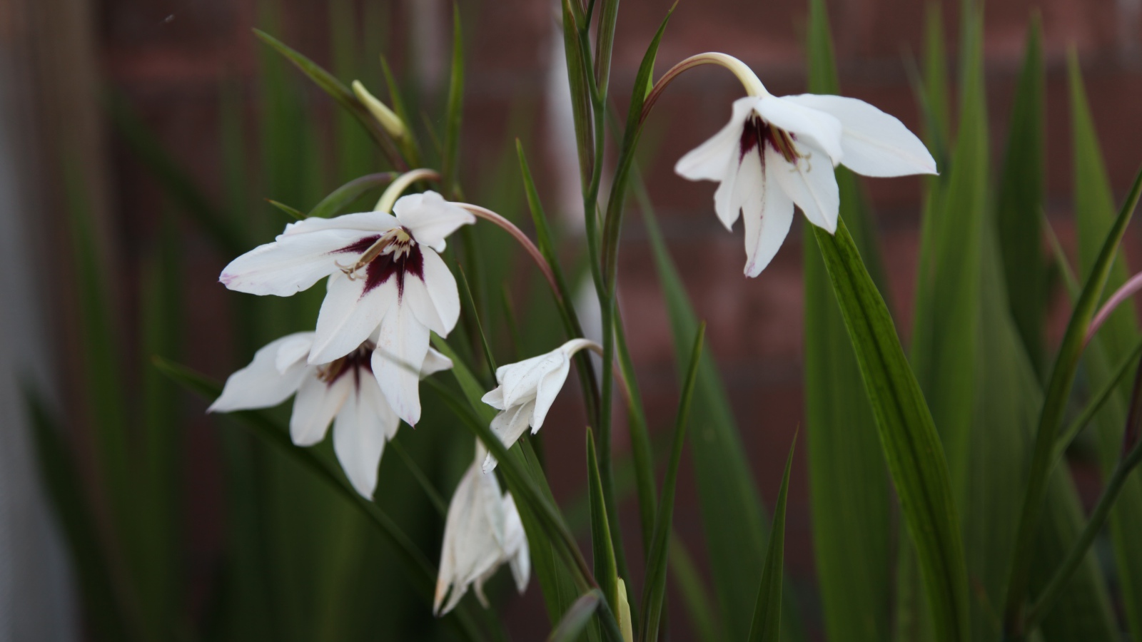 Красивые цветы ацидантера в саду