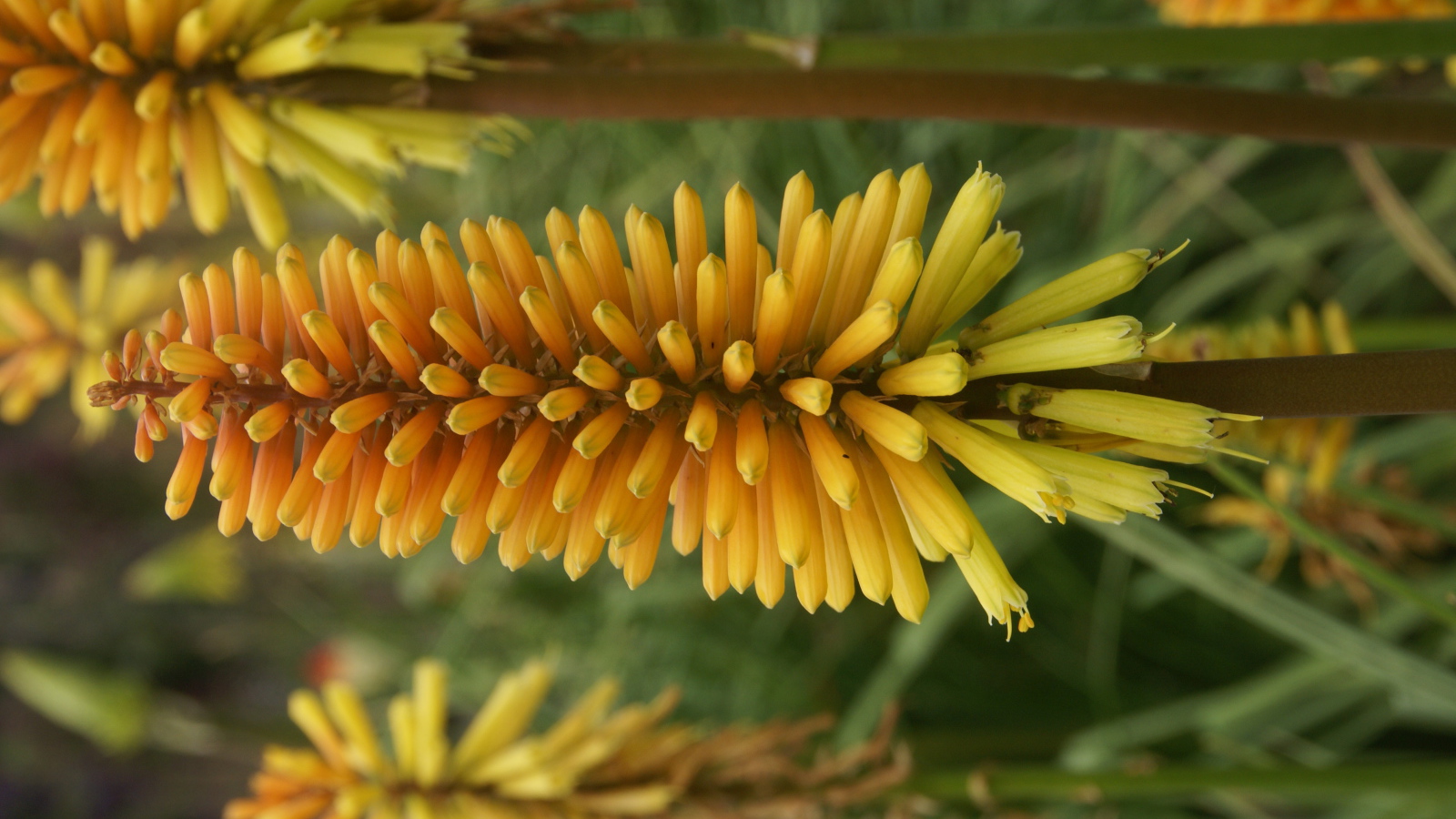 Красивые цветы кникофия в саду