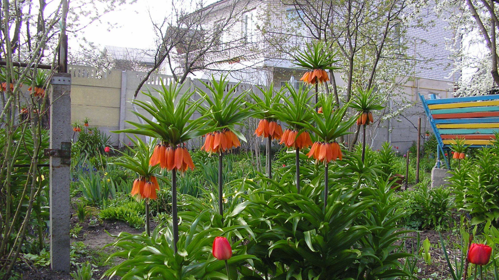 Красивые цветы рябчик императорский в саду