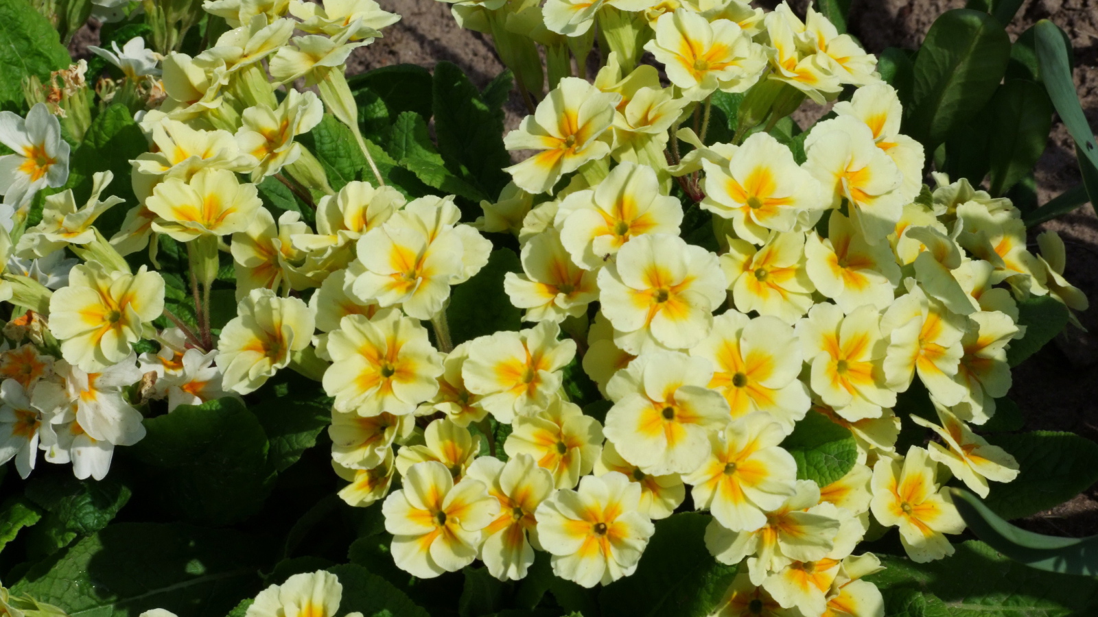 Красивые цветы примула в саду