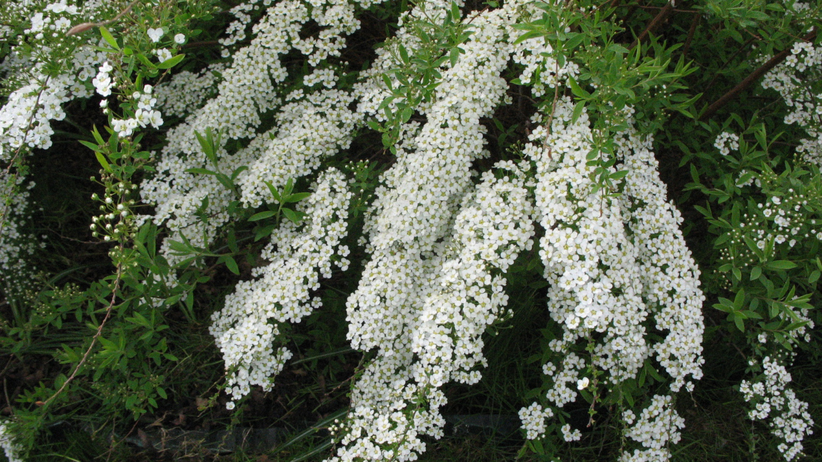 Красивые цветы спирея в саду